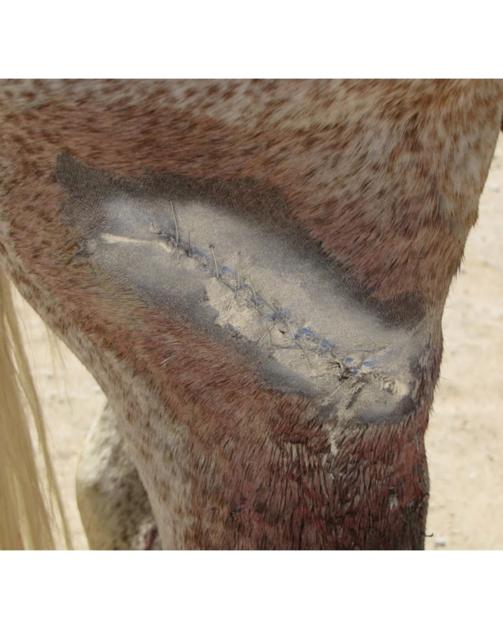 Excellent Aluminum Spray for wounds for horses/animals 200ml