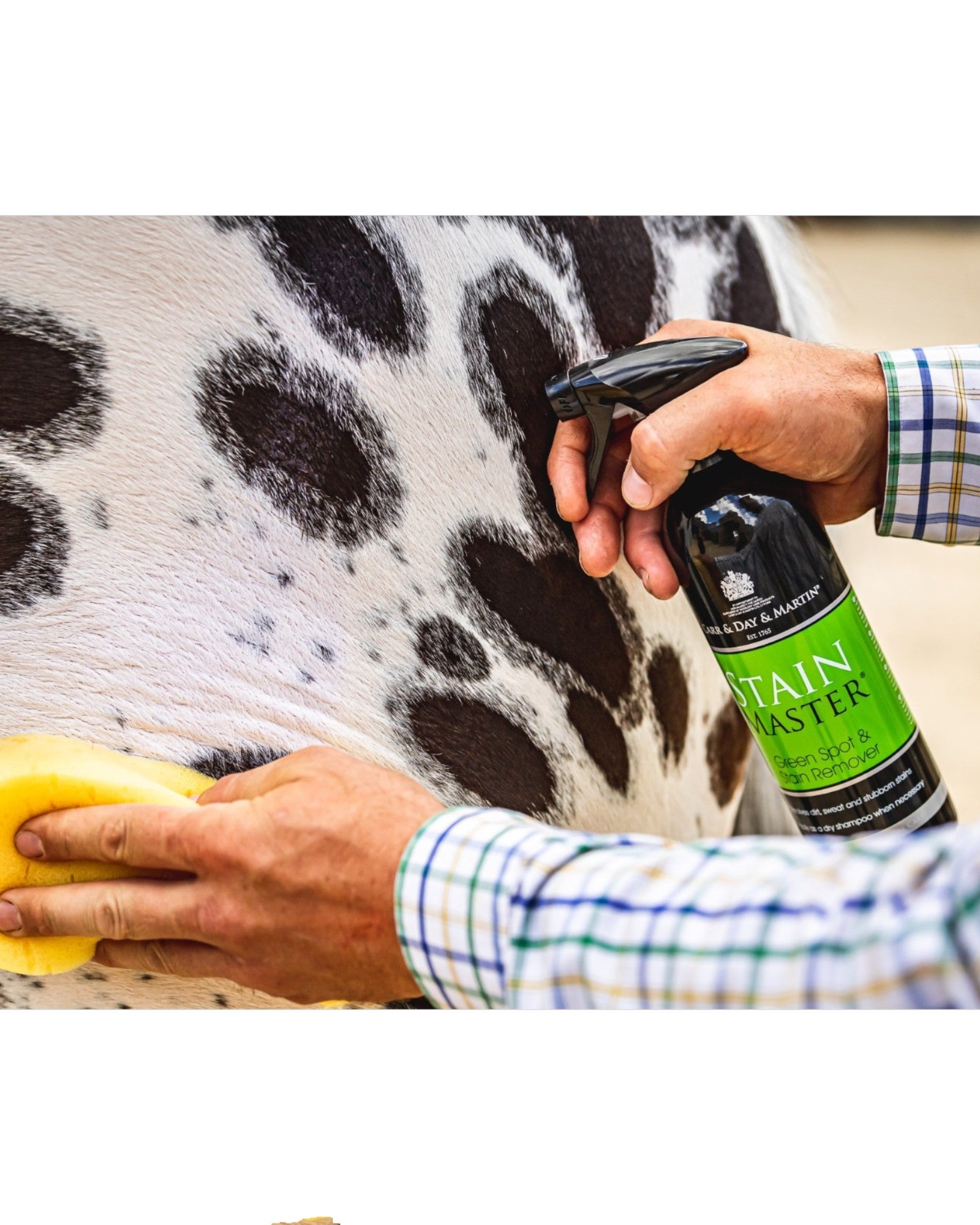 C&D&M Dry Stain Removal Shampoo for Horses