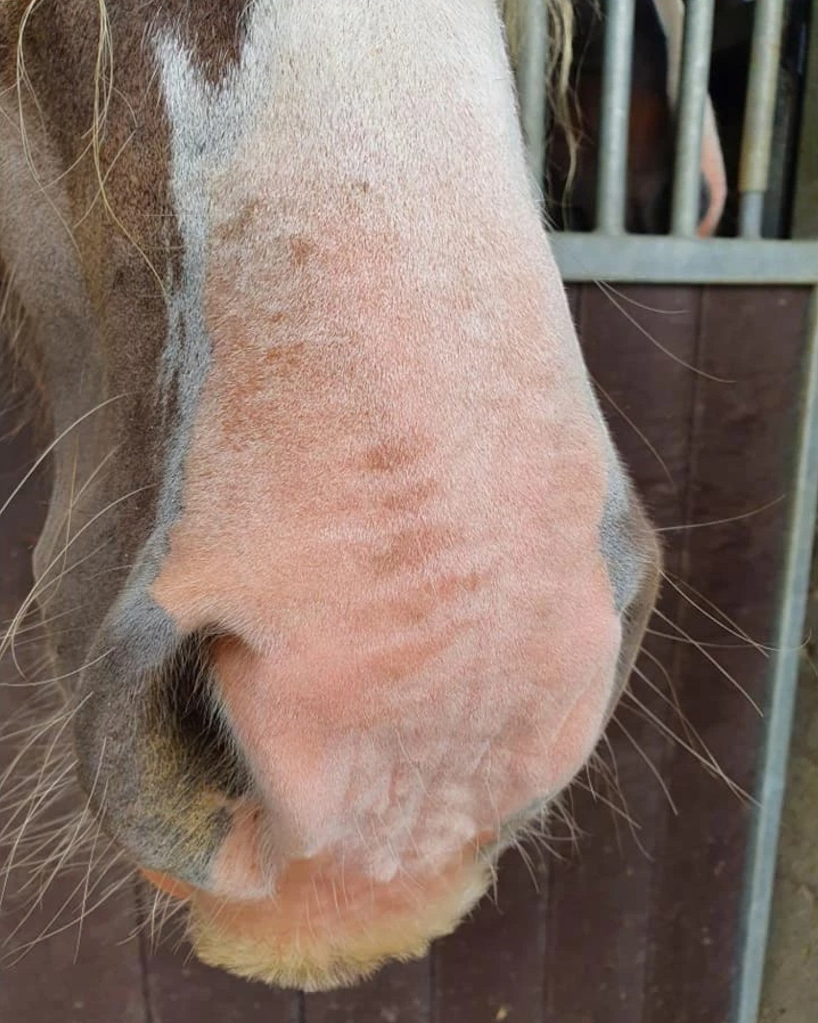 Horse sunscreen Excellent Horse Sunblock SPF 30 150g