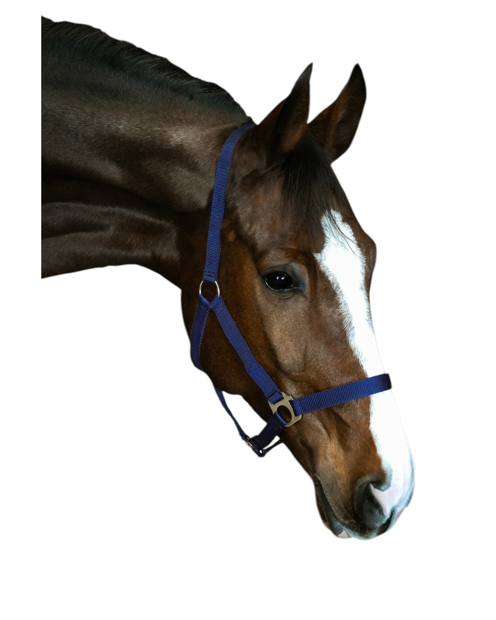 Standard paddock horse halter BASIS VARIOUS COLORS