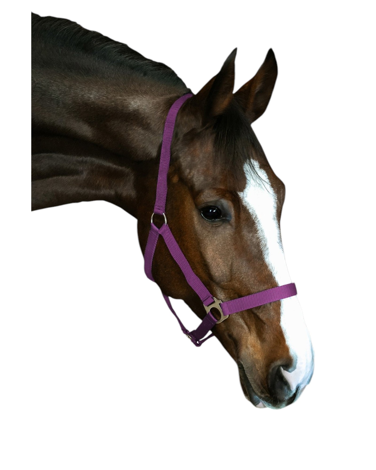 Standard paddock horse halter BASIS VARIOUS COLORS