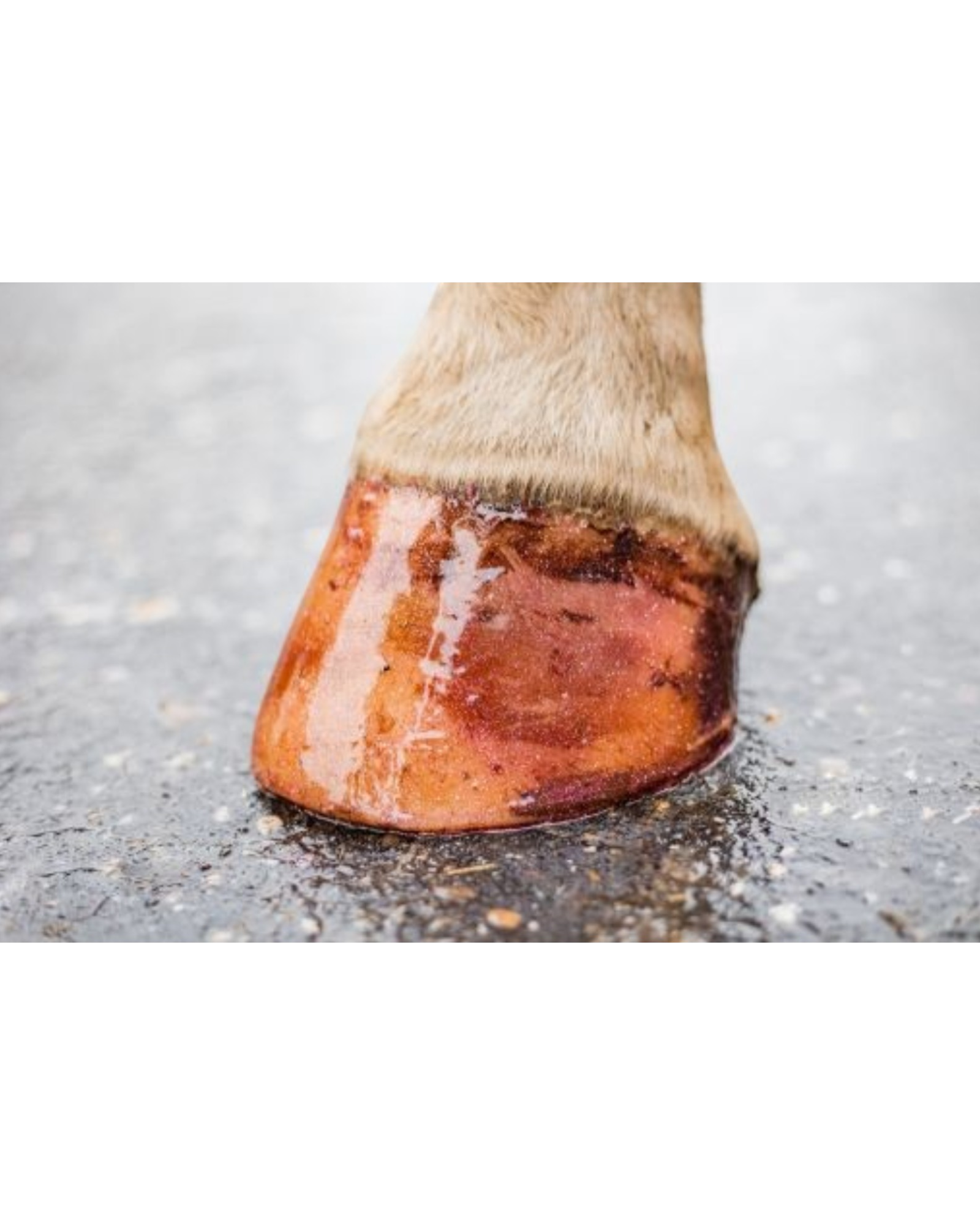 Excellent Horse Hi Gloss Glitter Hoof Polish Pink 150ml – Pink glitter hoof polish