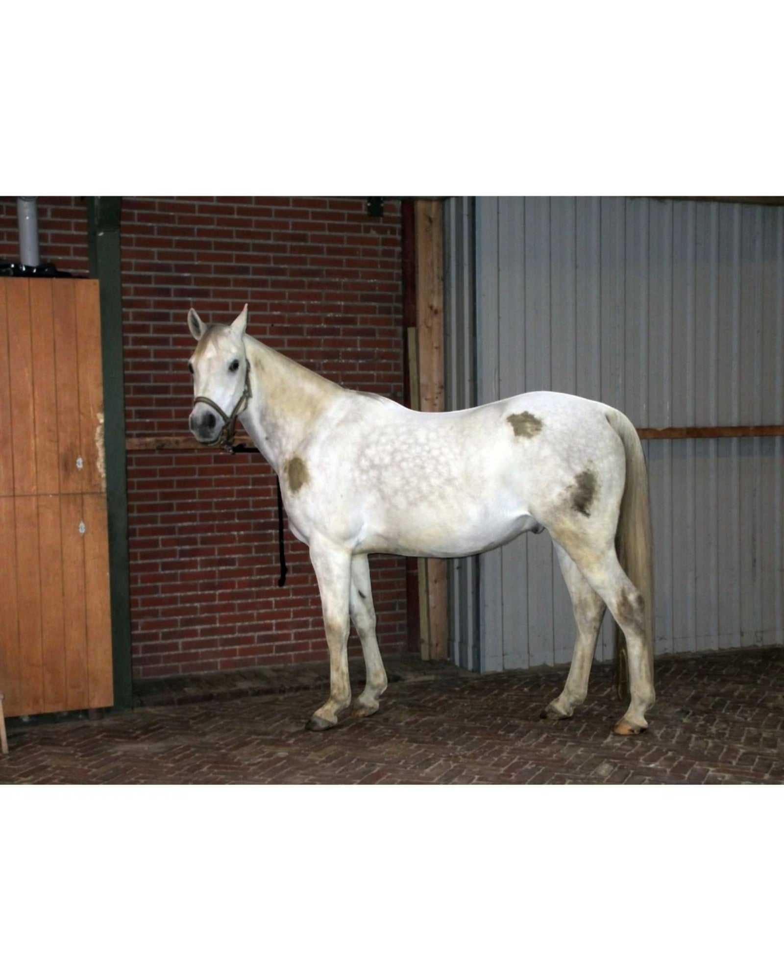 Excellent Horse Hi Gloss Clean Spray 500ml – Cleaning and care spray for horses