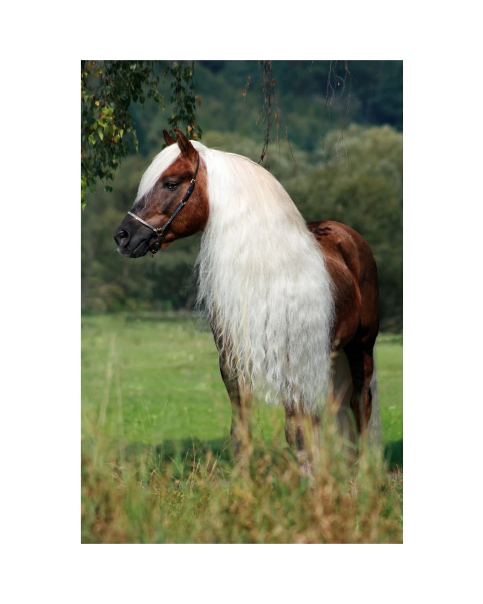 Excellent Horse Hi Gloss Spray – mane and tail shine
