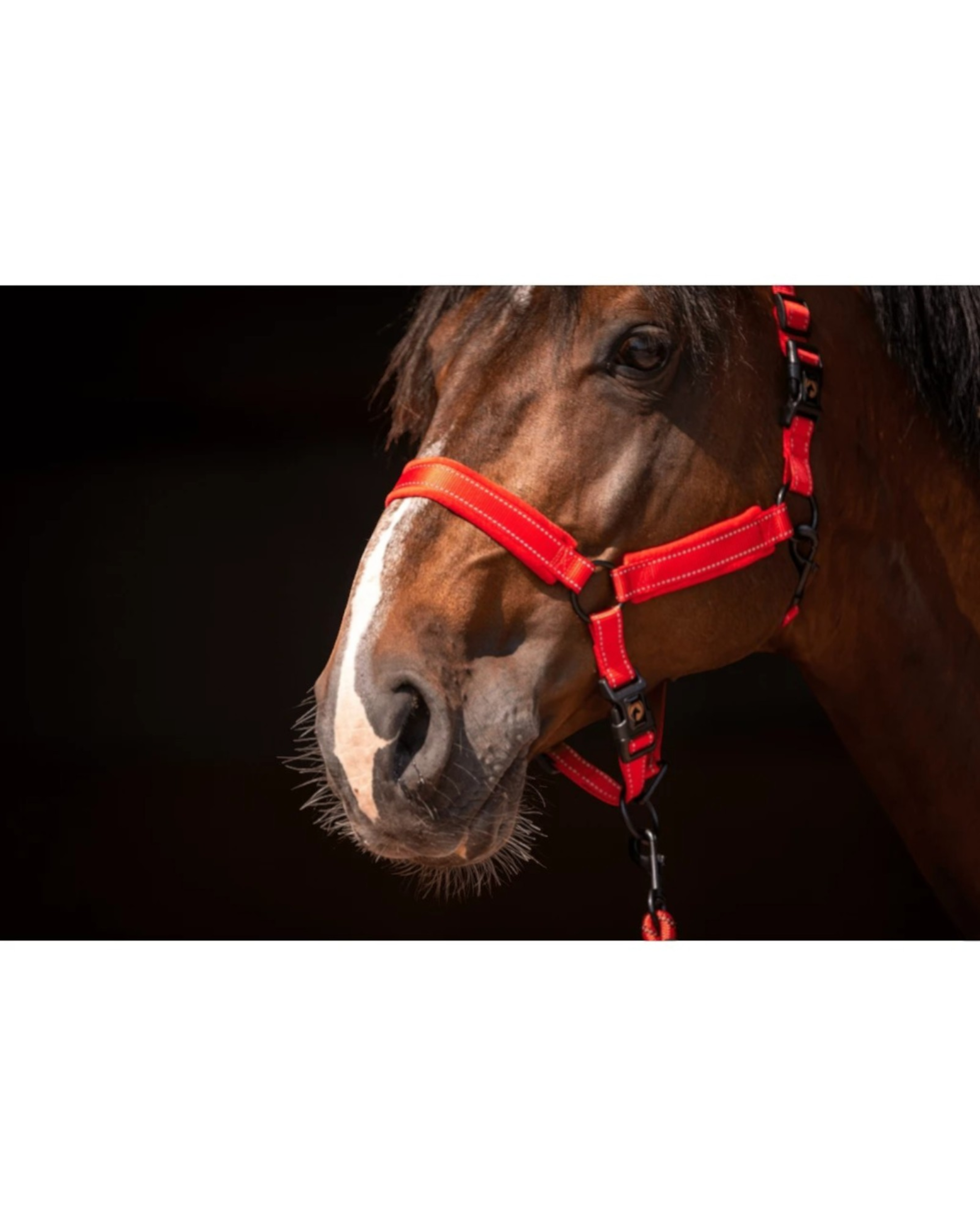 Excellent Horse Superior Red Halter – soft + reflective
