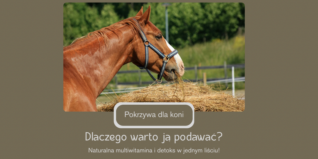 🌿 Pokrzywa dla koni – naturalne wsparcie zdrowia z łąki