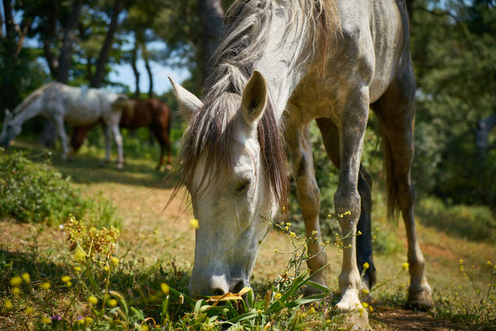 🐴 Najczęstsze choroby u koni na wiosnę – na co uważać, gdy nadchodzi cieplejszy czas?
