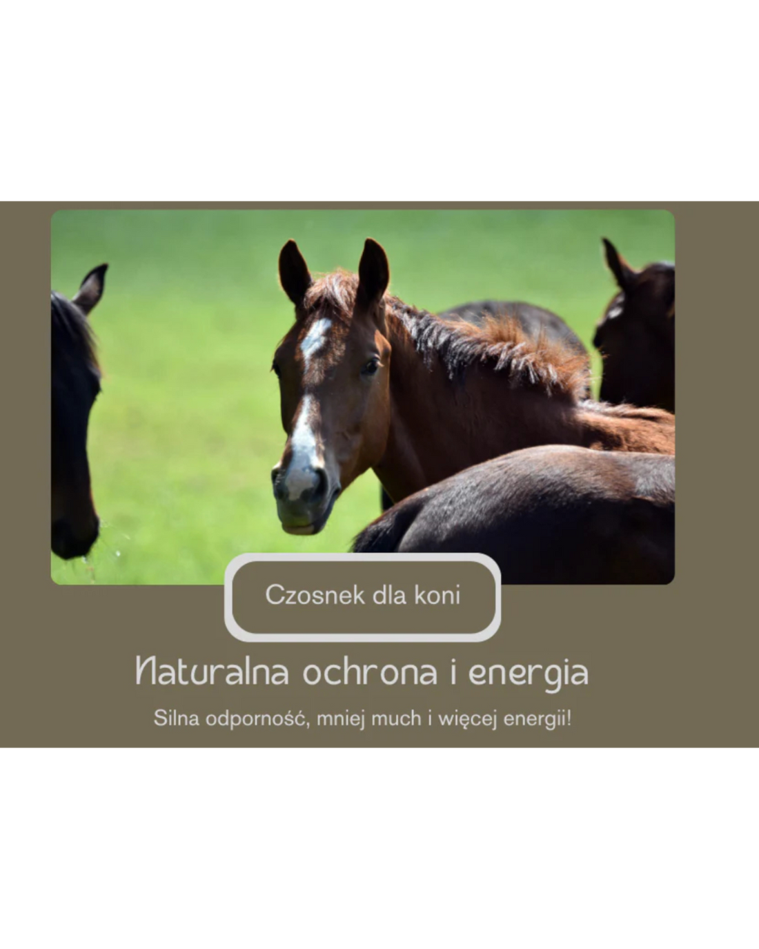 🧄 Czosnek dla koni – naturalne wsparcie zdrowia i ochrona przed owadami! 🐴🌿