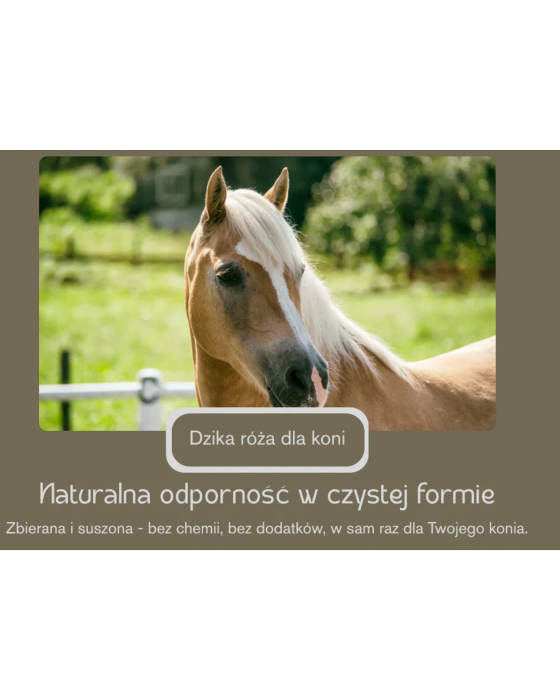 🌹 Dzika róża dla koni – naturalna bomba witaminowa! 💥🐴
