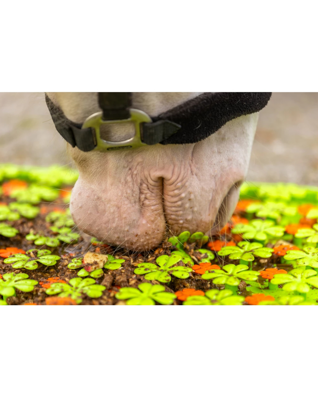 Excellent Horse Snuffle Mat – Snuffle Mat for Horses, 50 × 50 cm