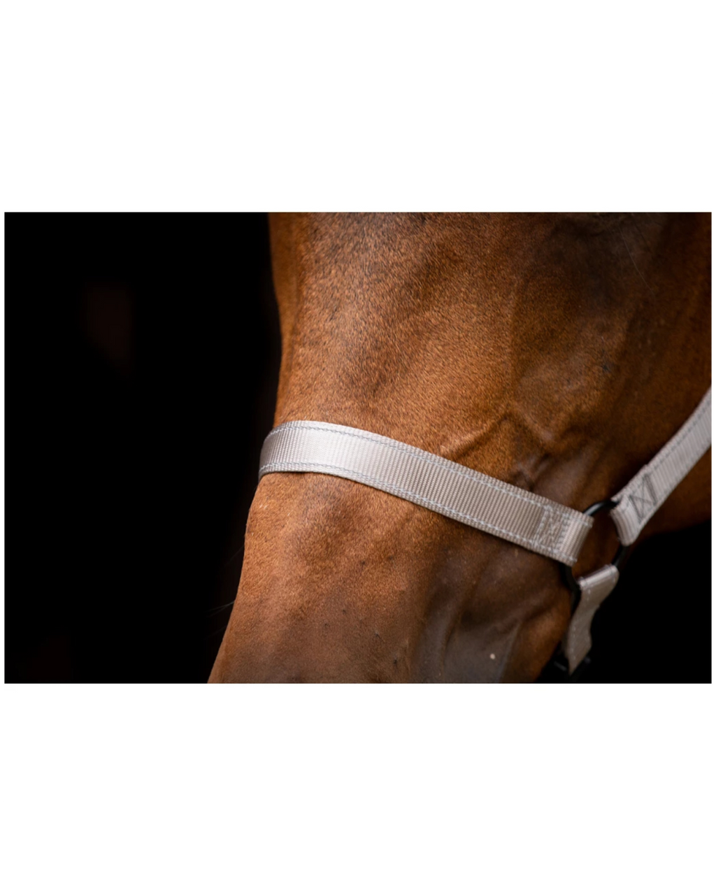 Ausgezeichnetes Premium-Horsehalfter, Grau