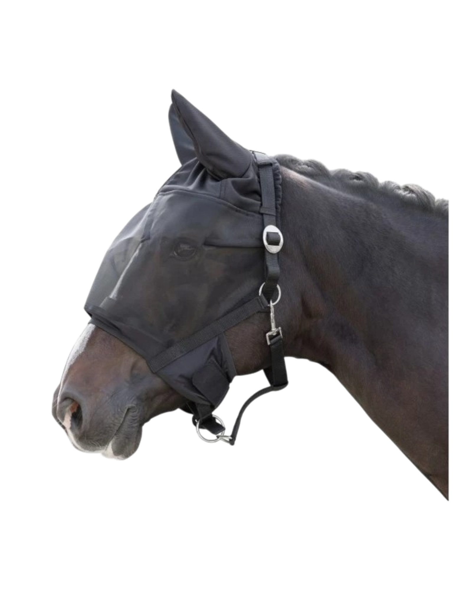 Black halter with insect mask, flies of various sizes