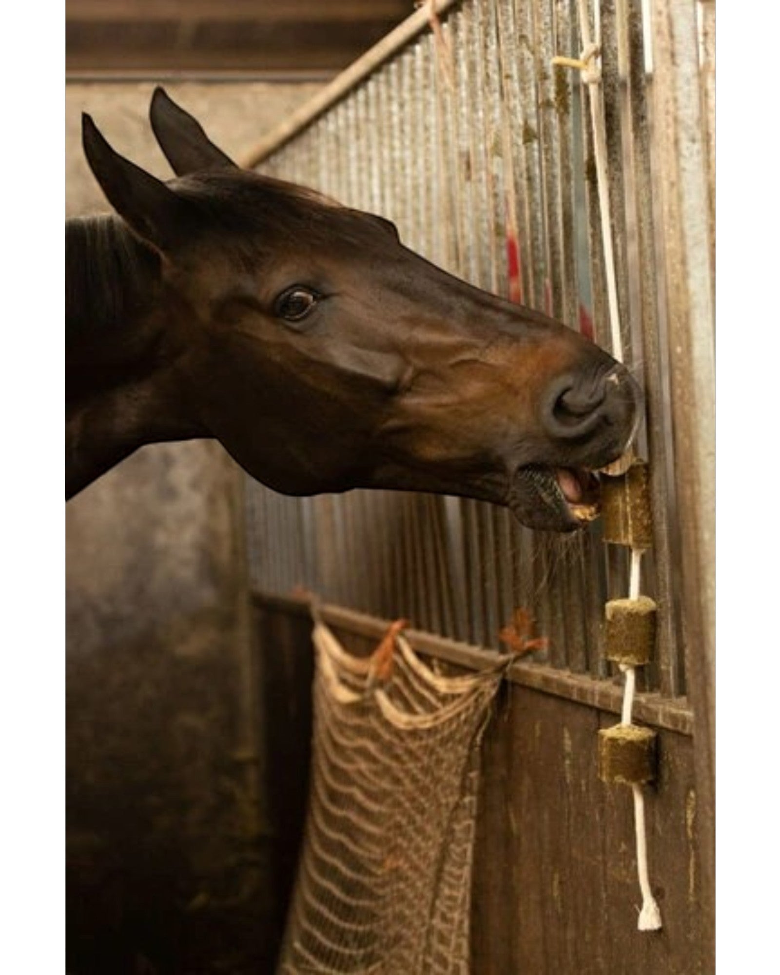 Lax Lucerne on Rope 2kg – Lucerne cubes on a rope for horses, a healthy snack