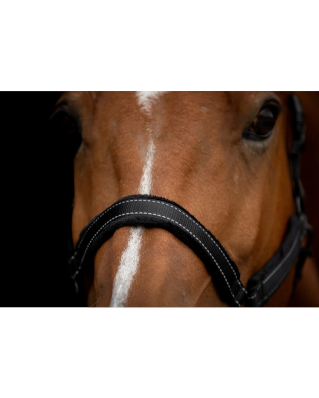 Excellent Horse Superior Zwart Halster – zacht + reflecterend